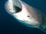 Djibouti - Whale Shark in Djibouti - 13